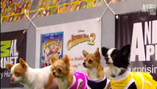 Illustration for article titled Your Obligatory, Adorable Puppy Bowl VII Highlights